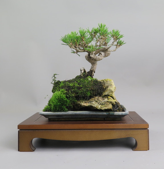 Bonsai de pino