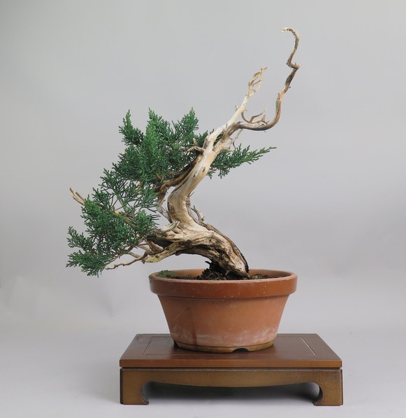 Bonsai de Juniperus chinensis