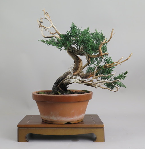 Bonsai de Juniperus chinensis