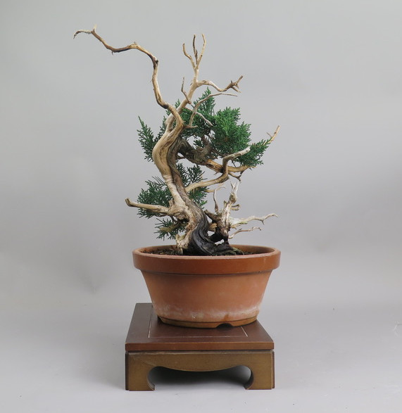 Bonsai de Juniperus chinensis