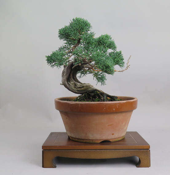 Bonsai de Juniperus chinensis