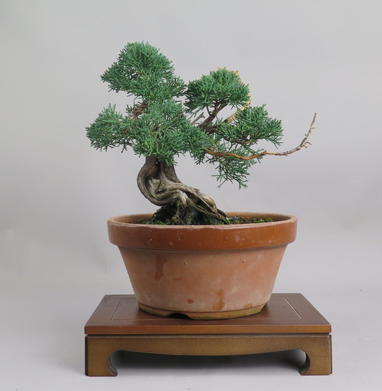 Bonsai de Juniperus chinensis