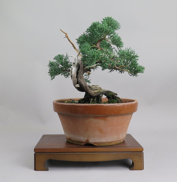 Bonsai de Juniperus chinensis
