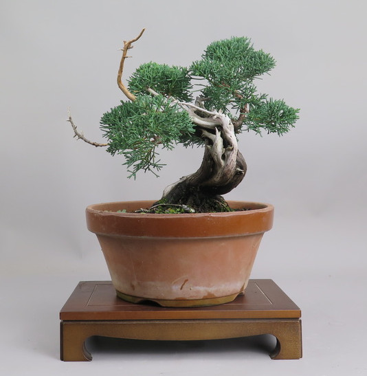 Bonsai de Juniperus chinensis