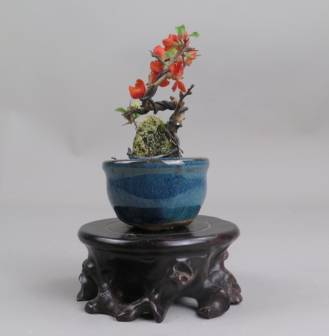 Bonsai de Chaenomeles