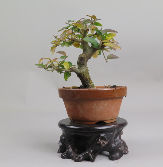 Bonsai de ligustrum