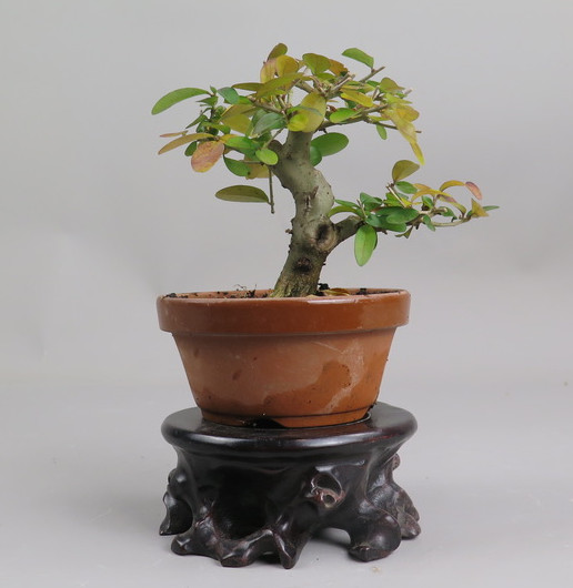 Bonsai de ligustrum