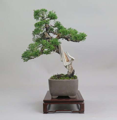 Bonsai de Juniperus chinensis