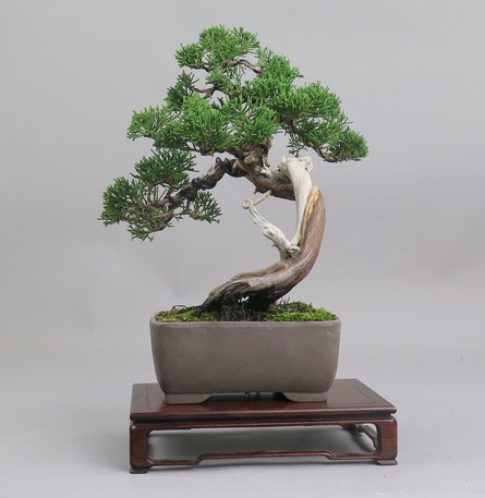 Bonsai de Juniperus chinensis
