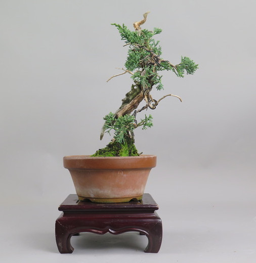 Bonsai de Juniperus chinensis