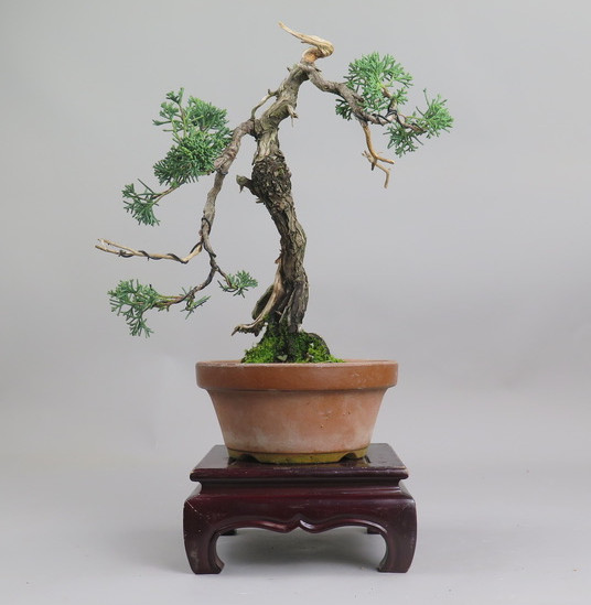 Bonsai de Juniperus chinensis