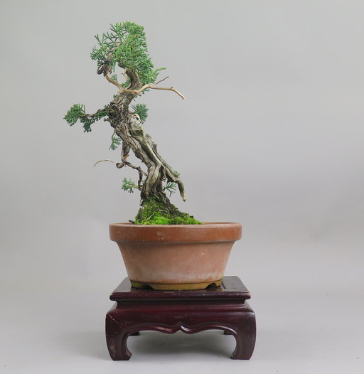 Bonsai de Juniperus chinensis