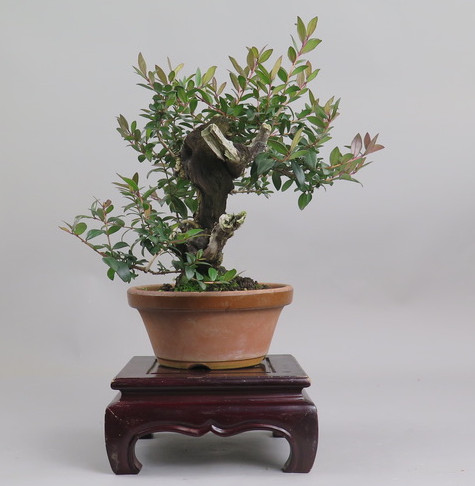 Bonsai de Mirto