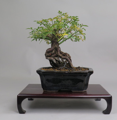 Bonsai de Rosa
