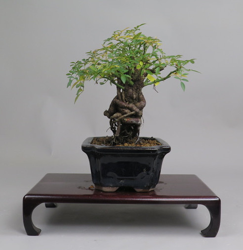 Bonsai de Rosa