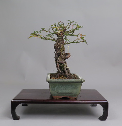 Bonsai de Rosa