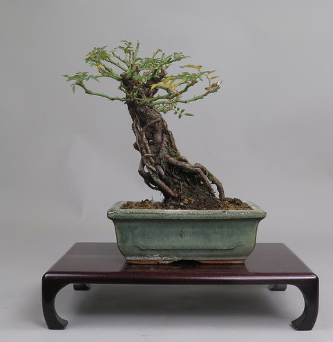 Bonsai de Rosa