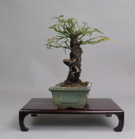 Bonsai de Rosa