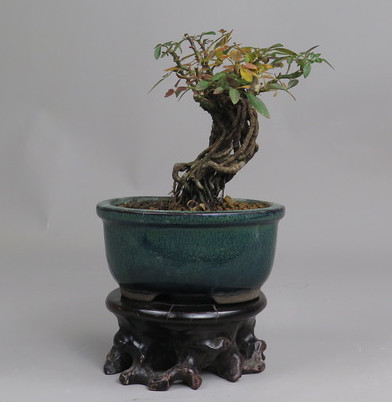 Bonsai de Rosa