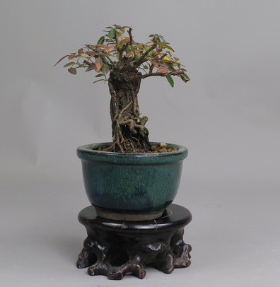 Bonsai de Rosa