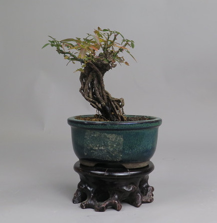 Bonsai de Rosa