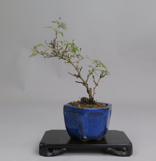 Bonsai de Rosa