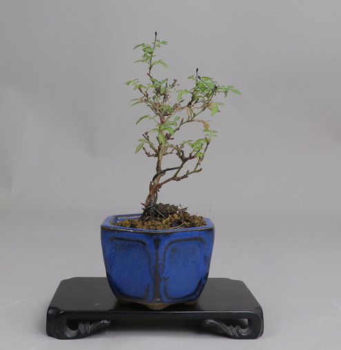 Bonsai de Rosa