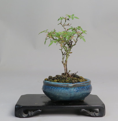 Bonsai de Rosa
