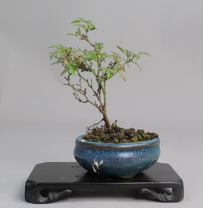 Bonsai de Rosa