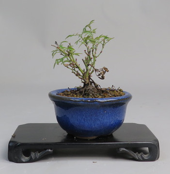 Bonsai de Rosa