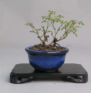 Bonsai de Rosa