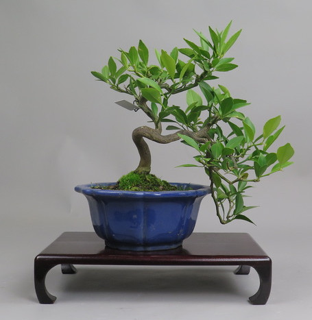 Bonsai de mandarino