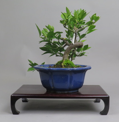 Bonsai de mandarino