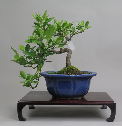 Bonsai de mandarino