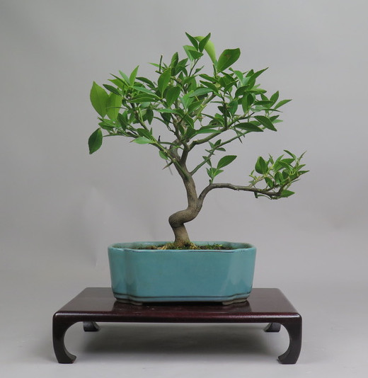 Bonsai de mandarino