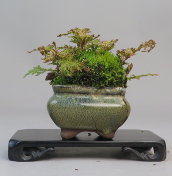 Kusamono de selaginella