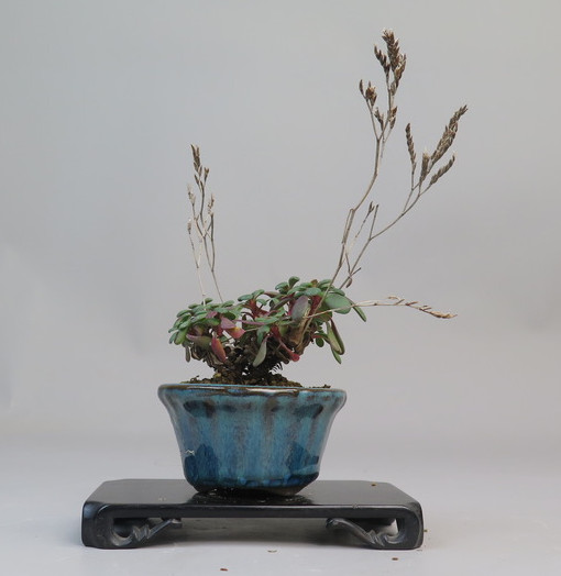 Kusamono de Limonium