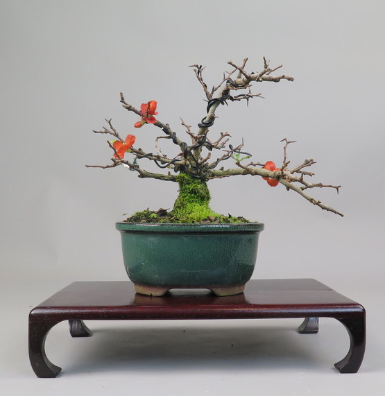 Bonsai de Chaenomeles