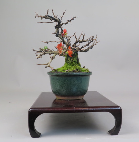 Bonsai de Chaenomeles