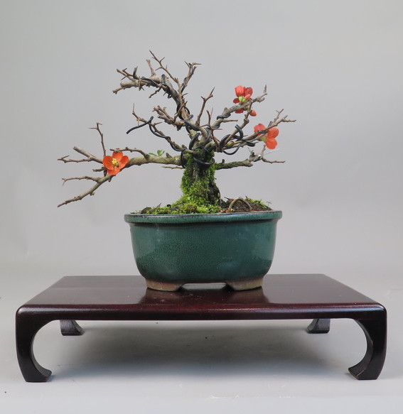 Bonsai de Chaenomeles