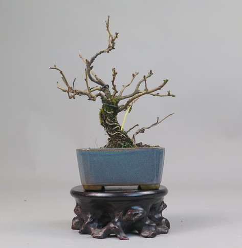 Bonsai de Chaenomeles