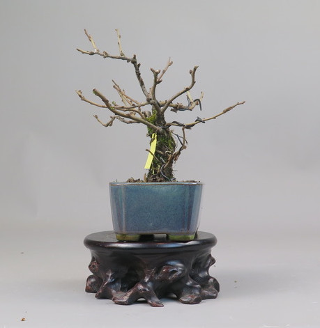 Bonsai de Chaenomeles
