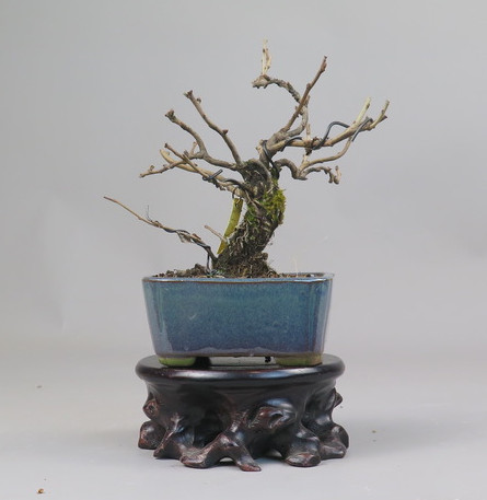 Bonsai de Chaenomeles