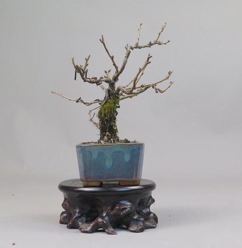 Bonsai de Chaenomeles
