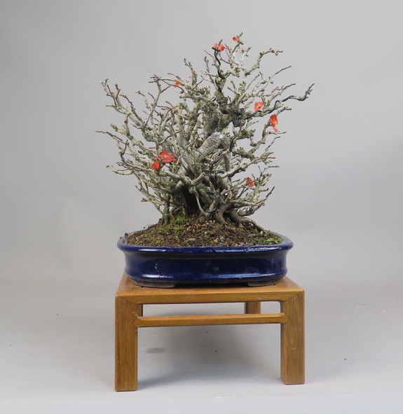 Bonsai de Chaenomeles