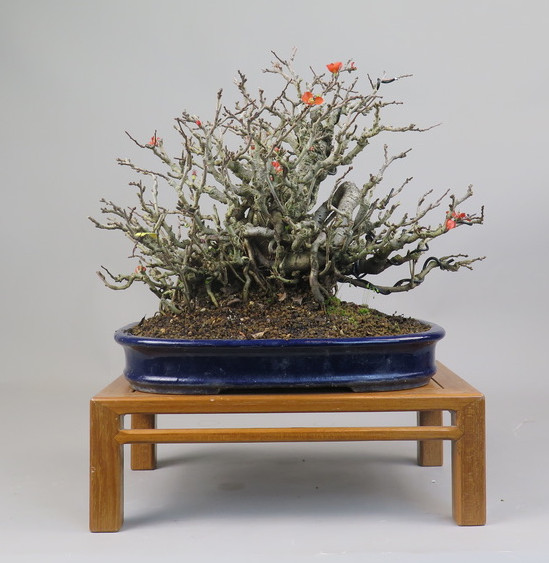 Bonsai de Chaenomeles
