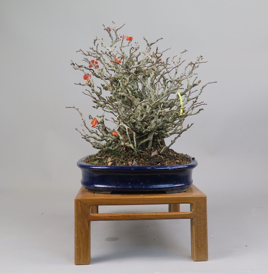 Bonsai de Chaenomeles