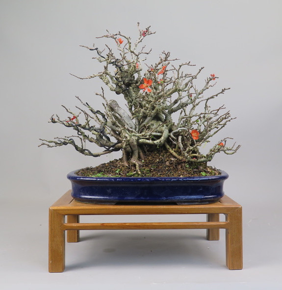 Bonsai de Chaenomeles