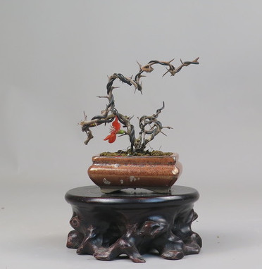Bonsai de Chaenomeles