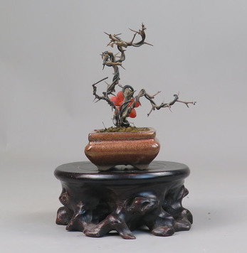 Bonsai de Chaenomeles